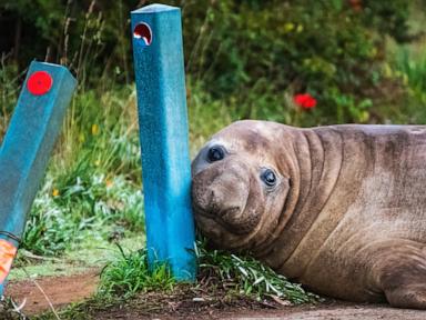Officials ask fans to respect privacy of Neil, a 1-ton seal who respects nothing