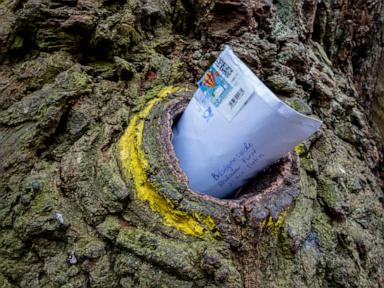 Timber over Tinder: Bridegroom's Oak in a German forest has connected lovers for over a century