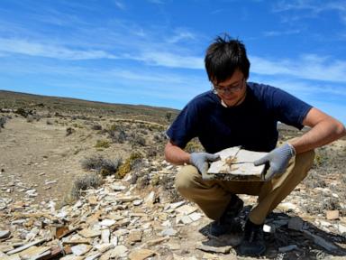 This ancient tadpole fossil is the oldest ever discovered