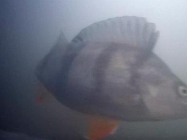 A 'fish doorbell' has turned into an unlikely online hit