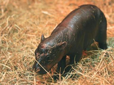 2 adorable pygmy hippos pitted against each other in cuteness contest