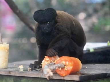 Rio's thirsty zoo animals get icy treats to cool down in Brazil’s stifling summer heat