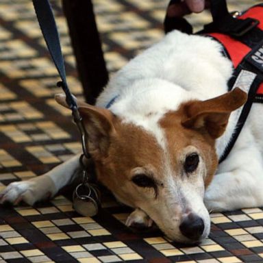 VIDEO: What Would You Do: Restaurant manager asks man with service dog to leave