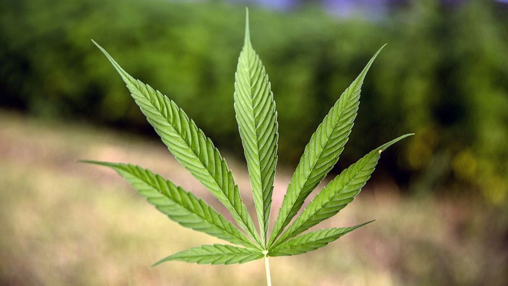 Ohio marijuana legalization campaign adds more signatures - News -  herald-dispatch.com