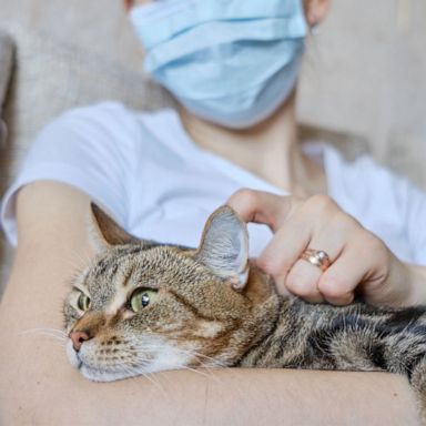 VIDEO: You might have given the coronavirus to your cat | FiveThirtyEight