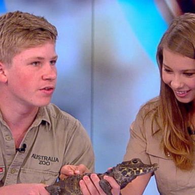 VIDEO: Irwin family discusses Steve's legacy, introduces sloth and African dwarf crocodile