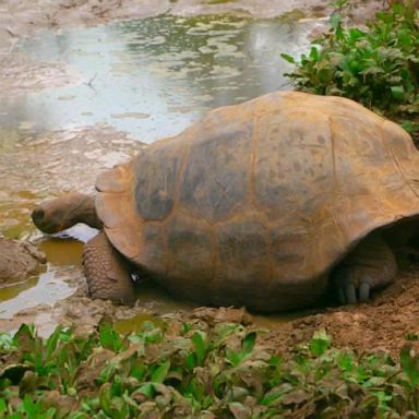 VIDEO: Amy Robach raises awareness to climate change's impact on Galápagos’ animals