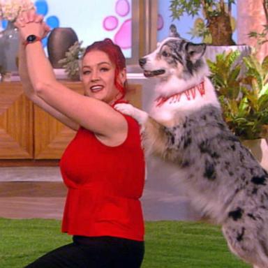 VIDEO: ‘The Secret Life of Dancing Dogs’ duo perform their coolest moves