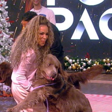 VIDEO: 'The View' co-hosts' beloved dogs compete in a pooch pageant