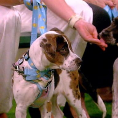 VIDEO: 'The View' helps find forever homes for these adoptable pets